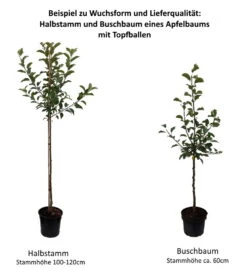 Topaz ® Malus Domestica 8 Topaz ® Malus Domestica -Garten Genuss 0 Baumformen Buschbaum und HalbstammNthDGjcYqF2KW