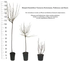 Tatjana, Grün, Fast Stachellos Ribes Uva-crispa `Tatjana´ -Garten Genuss 1 Beispiel Stachelbeeren Wuchsformen5728MZOmFH4CB