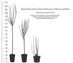 Rolan Ribes Rubrum `Rolan´ -Garten Genuss 1Beispiel Johannisbeere WuchsformenubMxZbmWVRpso