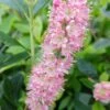 Zimterle - Clethra Clethra Alnifolia 2 Zimterle - Clethra Clethra Alnifolia -Garten Genuss 20170802 130016