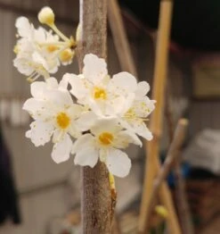 Aprimira Prunus Domestica Subsp. Syriaca `Aprimira´ -Garten Genuss 20180404 175702