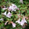 Abelie `Pinky Bells®´ Abelia Grandiflora 2 Abelie `Pinky Bells®´ Abelia Grandiflora -Garten Genuss Abelia Pinky Bells