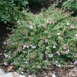 Garten Genuss -Garten Genuss Abelia Pinky Bells 3