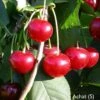 Achat Ⓢ Prunus Cerasus `Achat´ 2 Achat Ⓢ Prunus Cerasus `Achat´ -Garten Genuss Achat sauerkirsche