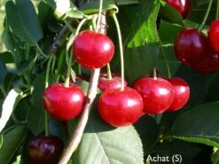Garten Genuss 29 Achat Ⓢ Prunus Cerasus `Achat´