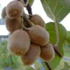Kiwi Hayward (weiblich) Actinidia Chinensis `Hayward´ 2 Kiwi Hayward (weiblich) Actinidia Chinensis `Hayward´ -Garten Genuss Actinidia Jenny