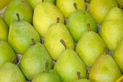 Garten Genuss -Garten Genuss Alexander Lucas 2