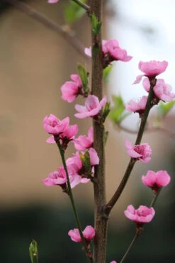 Säulen-Nektarine `Alice Col´ Ⓢ Prunus Nucipersica `Alice Col´ -Garten Genuss Alice Col Bl te