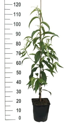 Säulen-Nektarine `Alice Col´ Ⓢ Prunus Nucipersica `Alice Col´ -Garten Genuss Alice Col weiss