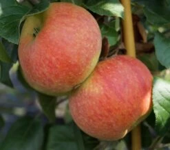 Garten Genuss -Garten Genuss Alkmene 2