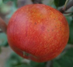 Alkmene Malus Domestica -Garten Genuss Alkmene5b8547cfd7c99