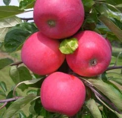 Garten Genuss 35 Allegro Ⓢ Malus Domestica