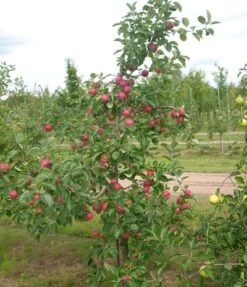 Garten Genuss -Garten Genuss Allegro1