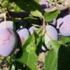 Alte Eierpflaume Prunus Domestica `Alte Eierpflaume´ -Garten Genuss Alte EierpflaumeJixQ2jtzJnGpw