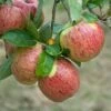 Altländer Pfannkuchenapfel Malus Domestica `Altländer Pfannkuchenapfel´ 2 Altländer Pfannkuchenapfel Malus Domestica `Altländer Pfannkuchenapfel´ -Garten Genuss Altl nder PfannkuchenapfelD91gQaQOHJHbT