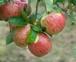 Garten Genuss 39 Altländer Pfannkuchenapfel Malus Domestica `Altländer Pfannkuchenapfel´