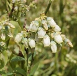 Heidelbeere `Ama´ Vaccinum Corymbosum `Ama´ -Garten Genuss Ama Heidelbeere Bl te