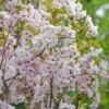 Säulenzierkirsche `Amanogawa´ Prunus Serrulata `Amanogawa´ -Garten Genuss Amanogawa