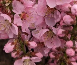 Zwergpfirsich `Amber® Pix ZeeⓈ´ Prunus Persica -Garten Genuss Amber Pix Zee