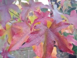 Garten Genuss 41 Amberbaum 140-160cm Liquidambar Styraciflua