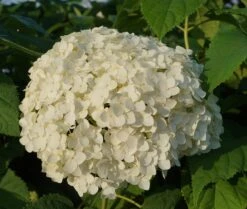 Garten-Hortensie `Incrediball®´ Hydrangea Arborescens -Garten Genuss Anabelle Hortensie