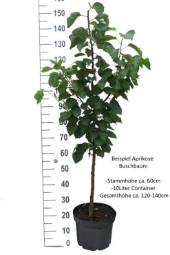 Ungarische Beste Prunus Armeniaca `Ungarische Beste´ 11 Ungarische Beste Prunus Armeniaca `Ungarische Beste´ -Garten Genuss Aprikose Beispiel BuschbaumTiHyozuxpTkgO