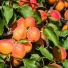 Aprikose `Colorado´ Prunus Armeniaca `Colorado´ -Garten Genuss Aprikose Colorado1