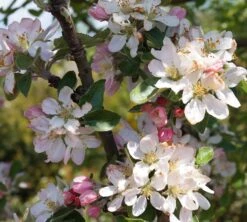 Säulenapfel Arbat ® Malus Domestica -Garten Genuss Arbat Bl te