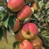 Säulenapfel Arbat ® Malus Domestica -Garten Genuss Arbat S ulenapfel