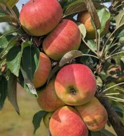 Garten Genuss 23 Säulenapfel Arbat ® Malus Domestica