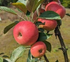Säulenapfel Arbat ® Malus Domestica -Garten Genuss Arbat S ulenapfel2
