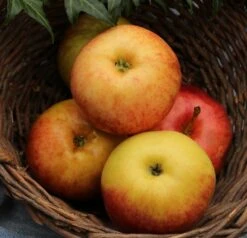 Garten Genuss -Garten Genuss Arbat1lfGBrLIyksR41