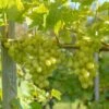 Arkadia, Pilzfeste Weinrebe Vitis `Arkadia´ -Garten Genuss Arkadia