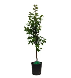 Säulen-Aprikose `Armi-Col´ 150-175cm Prunus Armeniaca `Armi-Col´ -Garten Genuss ArmiCol