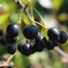 Aronia Aron - Großfrüchtige Apfelbeere Aronia Melanocarpa `Aron´ -Garten Genuss Aronia
