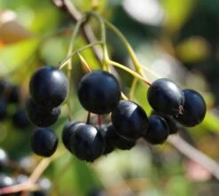 Aronia Aron - Großfrüchtige Apfelbeere Aronia Melanocarpa `Aron´