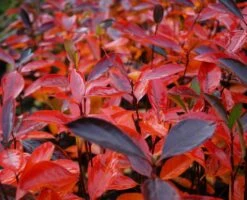 Aronia- Apfelbeere Hugin Aronia Melanocarpa `Hugin´ 7 Aronia- Apfelbeere Hugin Aronia Melanocarpa `Hugin´ -Garten Genuss Aronia Hugin Herbstf rbung