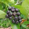 Aronia- Apfelbeere Hugin Aronia Melanocarpa `Hugin´ -Garten Genuss Aronia33