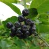 Aronia- Apfelbeere Nero Aronia Prunifolia `Nero´ -Garten Genuss Aronia34