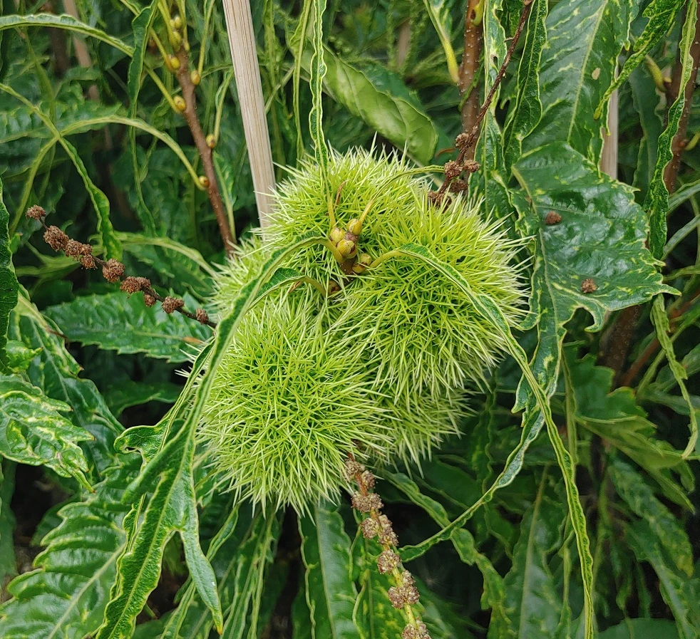Esskastanie `Asplenifolia´ Castanea Sativa `Asplenifolia´ 4 Esskastanie `Asplenifolia´ Castanea Sativa `Asplenifolia´ – Bild 2