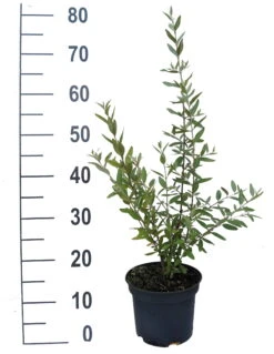 Silberblättrige Büffelbeere Sheperdia Argentea -Garten Genuss B ffelbeere weiss