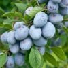 Bühler Frühzwetsche Prunus Domestica `Bühler Frühzwetsche´ -Garten Genuss B hler 2