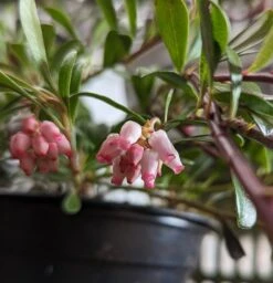 Echte Bärentraube Arctostaphylos Uva-ursi 7 Echte Bärentraube Arctostaphylos Uva-ursi -Garten Genuss B rentraube Bl te