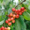 Büttner´s Rote Knorpelkirsche Prunus Avium `Büttner´s Rote Knorpelkirsche´ -Garten Genuss B ttners