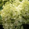 Rispenhortensie `Bobo®´ Hydrangea Paniculata `Bobo´ -Garten Genuss BOBO