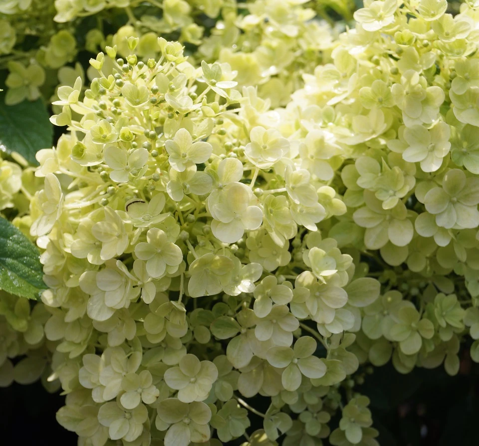 Rispenhortensie `Bobo®´ Hydrangea Paniculata `Bobo´ 3 Rispenhortensie `Bobo®´ Hydrangea Paniculata `Bobo´