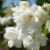 Bauern-Jasmin `Schneesturm´ Philadelphus Coronarius `Schneesturm´ -Garten Genuss Bauern Jasmin Schneesturm 2