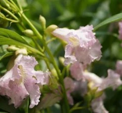 Sommerglocke / Baumoleander `Summer Bells´ Chitalpa Tashkentensis `Summer Bells´ -Garten Genuss Baumoleander Summer Bells 1