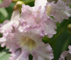 Sommerglocke / Baumoleander `Summer Bells´ Chitalpa Tashkentensis `Summer Bells´ -Garten Genuss Baumoleander Summer Bells 4