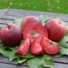 Baya® Marisa - Rotfleischig Malus Domestica -Garten Genuss Baya marisa 2